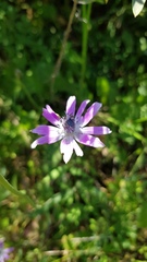 Anemone hortensis
