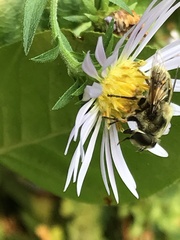 Eristalis anthophorina