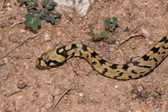 Zamenis scalaris