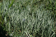Jurinea stoechadifolia