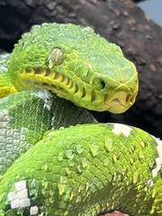 Corallus caninus