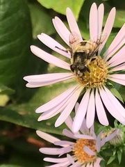 Eristalis anthophorina
