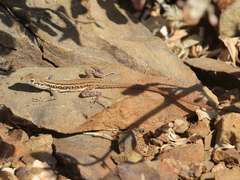 Pedioplanis lineoocellata