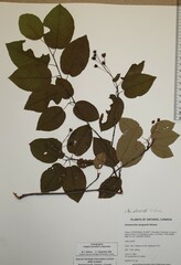 Amelanchier interior