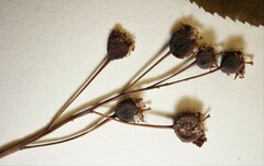 Amelanchier interior