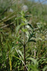 Sideritis montana