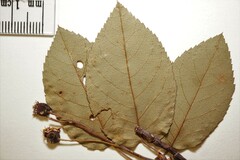 Amelanchier interior