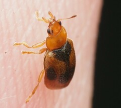 Coccidula scutellata