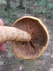 Cortinarius armillatus