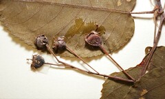 Amelanchier interior