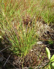 Xyris elliottii
