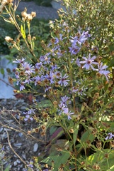 Symphyotrichum ciliolatum