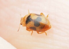 Coccidula scutellata