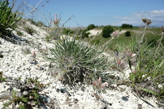 Convolvulus calvertii