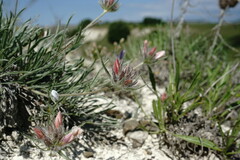 Convolvulus calvertii