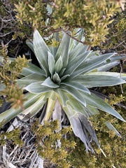 Celmisia semicordata