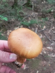 Cortinarius armillatus