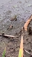 Lithobates catesbeianus