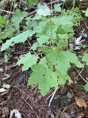 Ribes rubrum