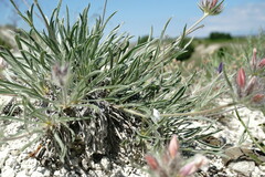 Convolvulus calvertii