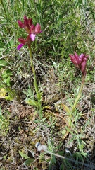 Anacamptis papilionacea