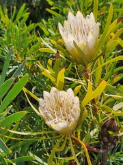 Protea repens