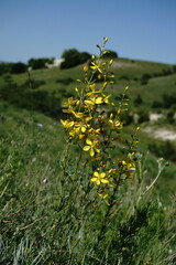 Hypericum libanoticum