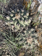 Thelocactus rinconensis