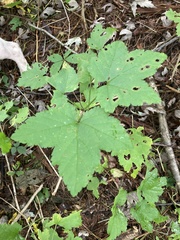 Ribes rubrum
