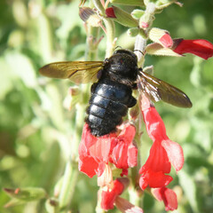 Xylocopa californica