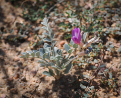 Astragalus amphioxys