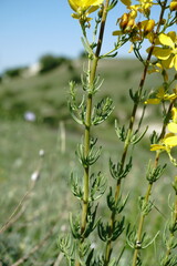 Hypericum libanoticum