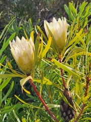 Protea repens