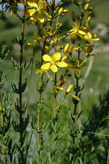 Hypericum libanoticum