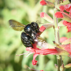 Xylocopa californica