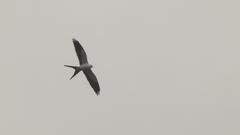 Elanoides forficatus