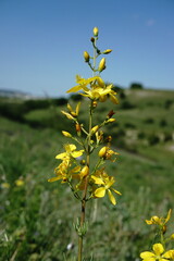 Hypericum libanoticum