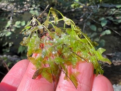 Lemna trisulca