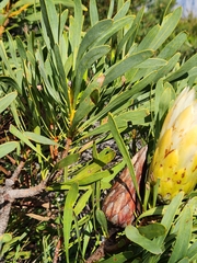 Protea repens