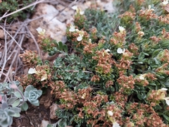 Teucrium montanum jailae