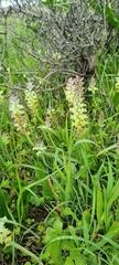 Lachenalia pallida