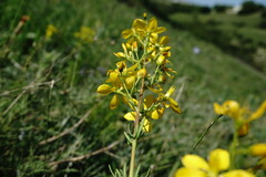 Hypericum libanoticum