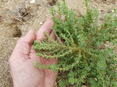 Amaranthus albus