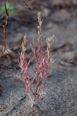 Corispermum hyssopifolium