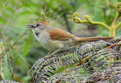 Synallaxis albescens