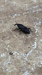 Sphenophorus coesifrons