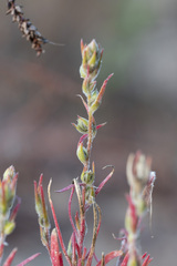 Corispermum hyssopifolium