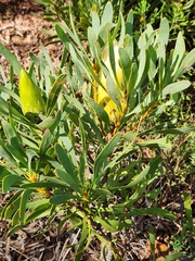 Protea repens
