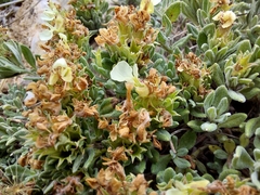 Teucrium montanum jailae