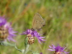 Aphantopus hyperantus